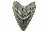 Serrated, Fossil Megalodon Tooth - North Carolina #274791-1